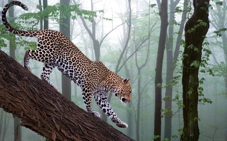Леопард спускается вниз по старому дереву