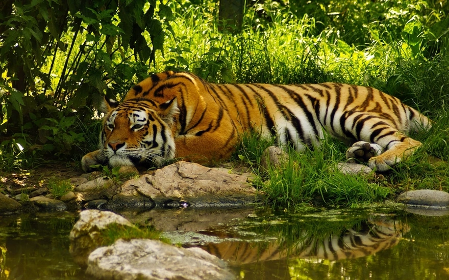 Тигр лежит в тени у воды