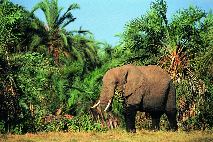 Image: Elephant, large, trunk, herbivore, plant, palma