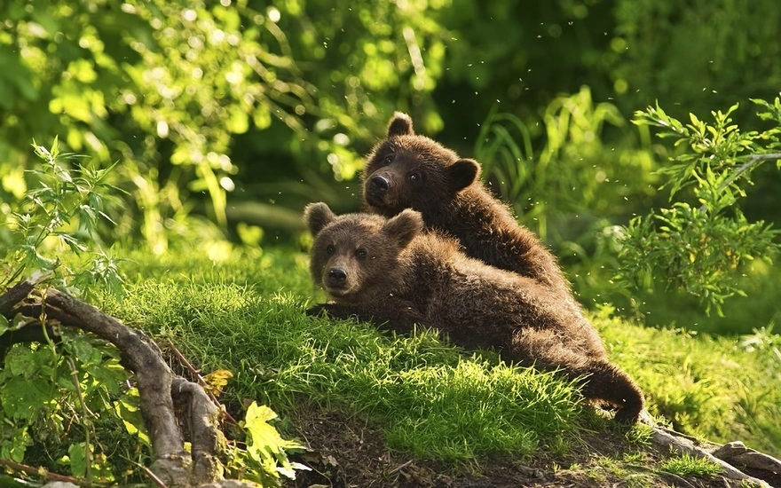 Бурые медвежата в лесу взобрались на холм