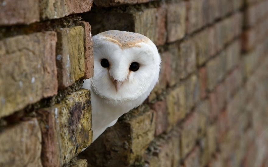 Cute white owl looks out from a niche of a brick wall