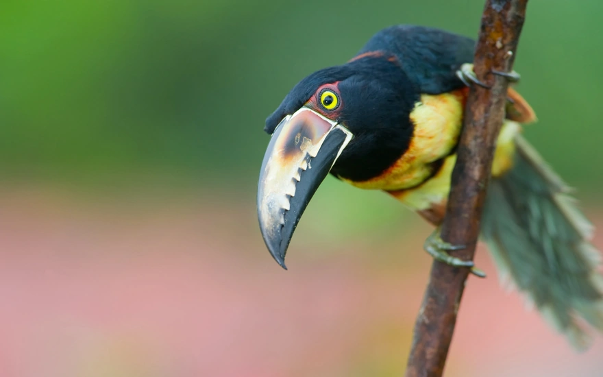 Арасари - род птиц семейства тукановых с ярким оперением