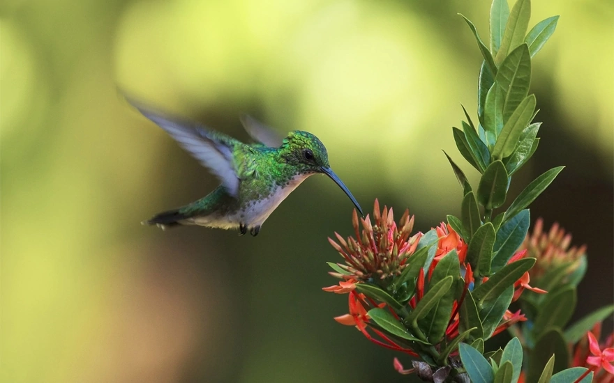 Bird Hummingbird at flower