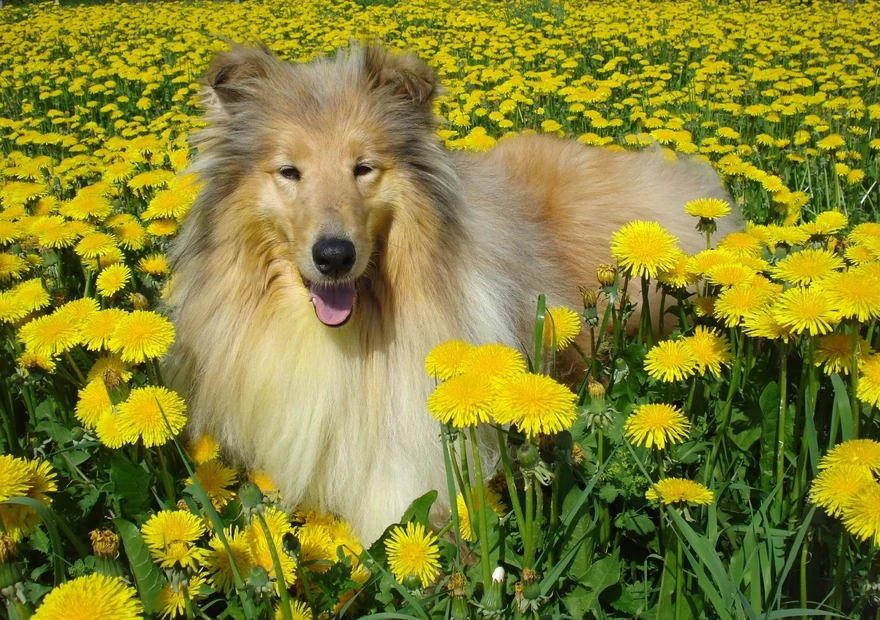 Collie is in the dandelions