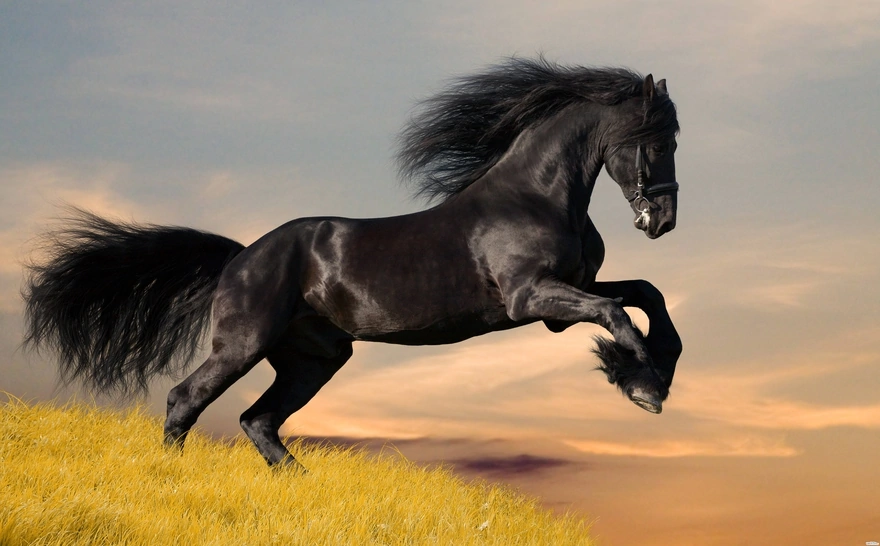 Картинка: Конь, чёрный, скакун, грива, блеск, поле, трава, жеребец