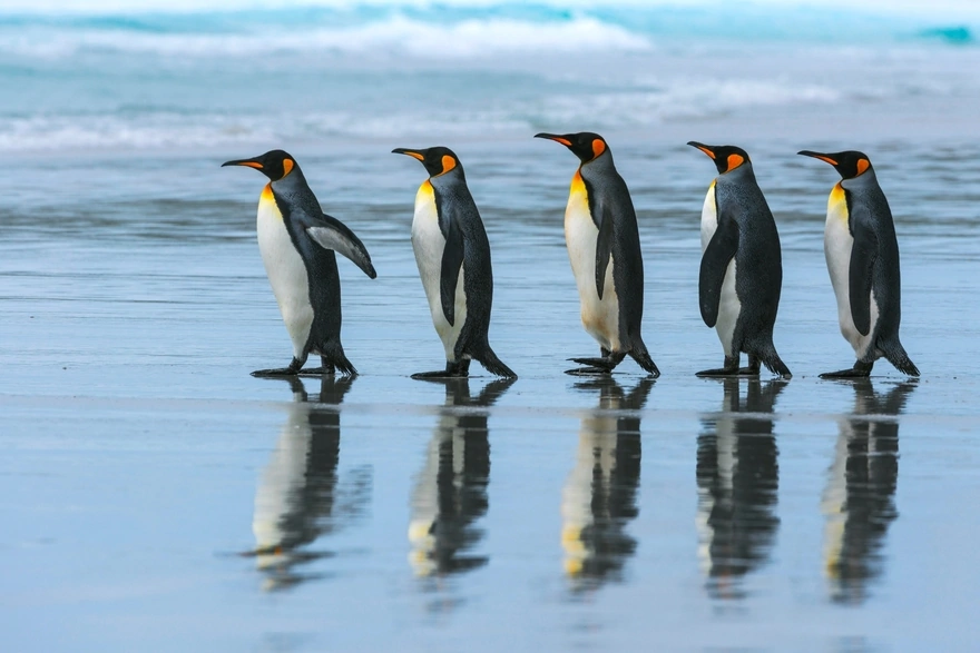 Пятеро Королевских пингвинов идут друг за другом