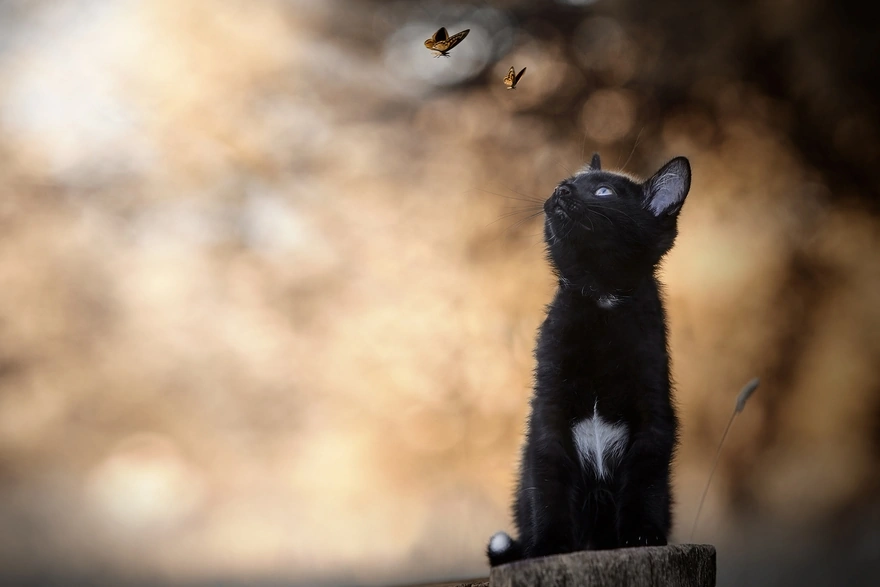 Чёрный котёнок с белым пятнышком на груди наблюдает за бабочками