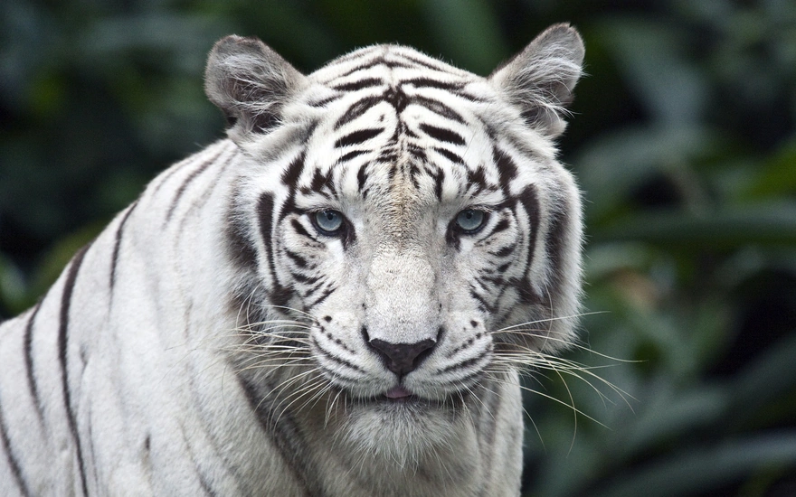 Большая кошка: белый Тигр