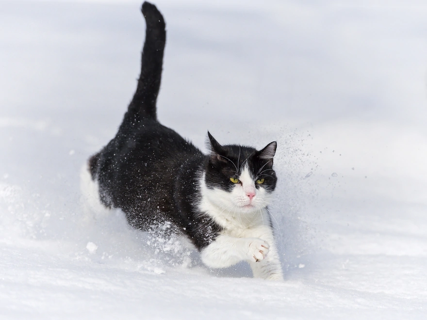 Кошка бежит по снегу
