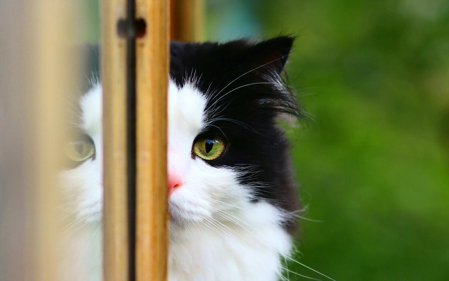 Чёрно-белая кошка подглядывает одним глазом