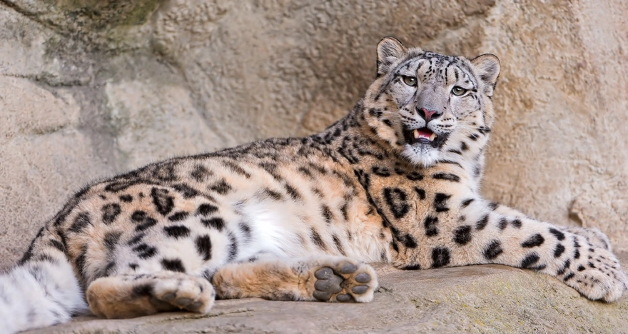 Snow leopard resting on a rock