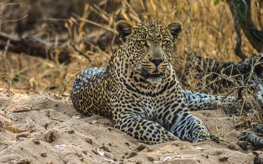 Леопард лежит на песочке