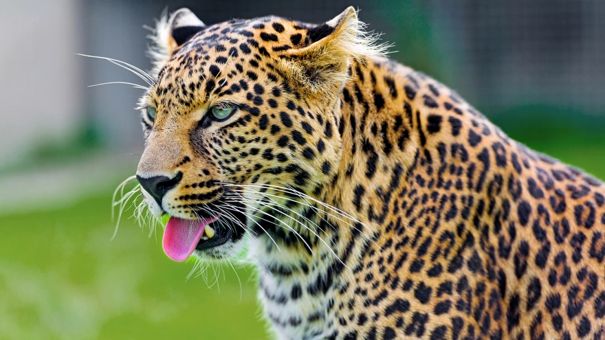 Леопард вытащил язык