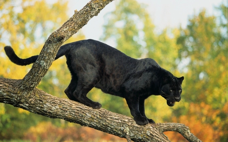 Чёрная пантера на стволе дерева