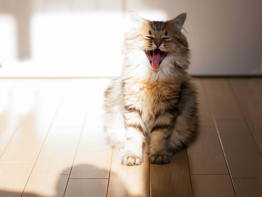 Кошка зевает сидя в полутени