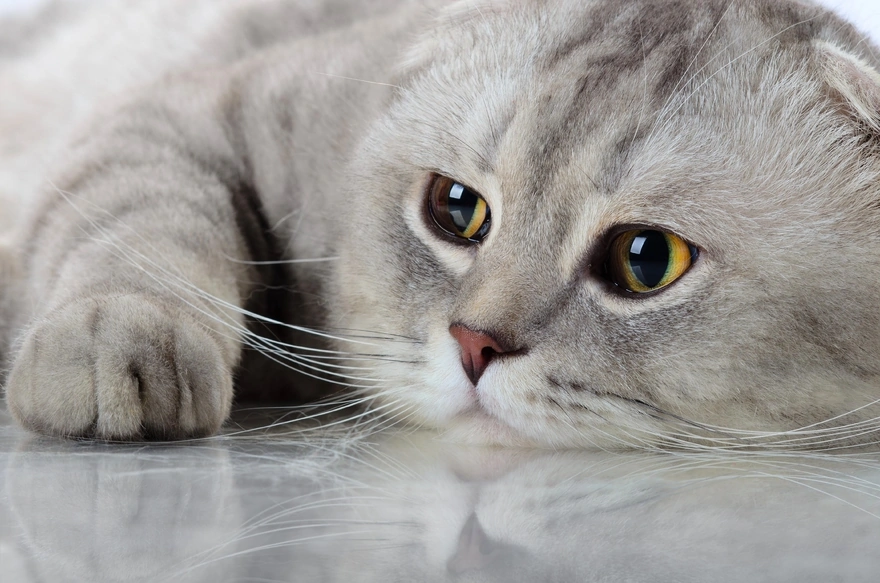 A beautiful big-eyed cat