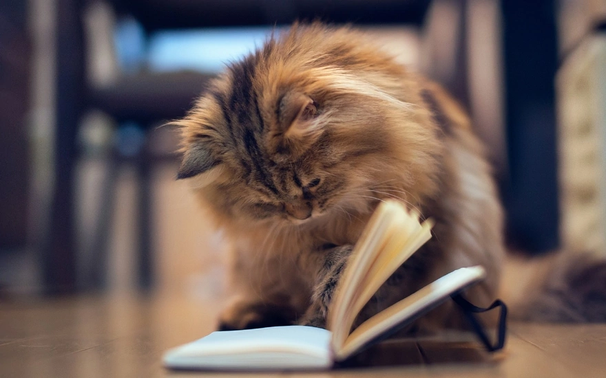 Пушистая кошка с интересом смотрит в книжку