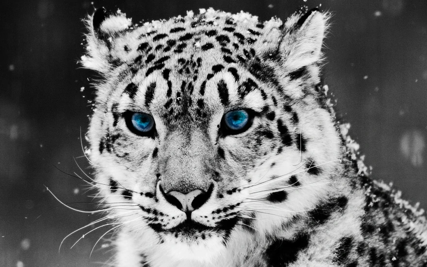 Big cat Snow Leopard