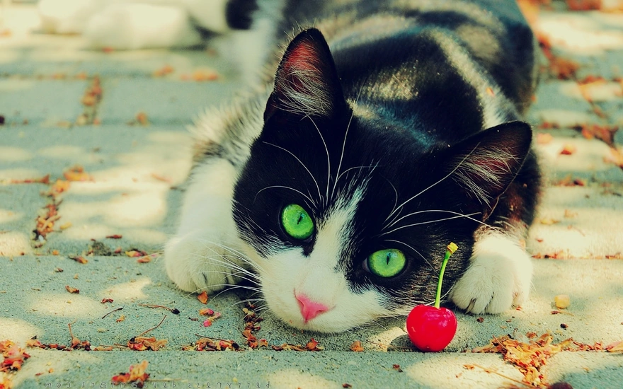 Чёрно-белая кошка с зелёными глазами