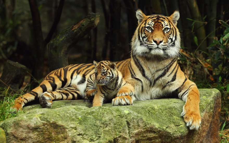 Детёныш тигра и его мама