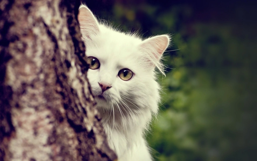 Белый кот выглядывает из-за дерева