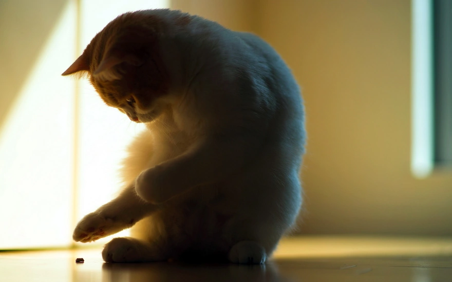Кошка играет с частицей на полу