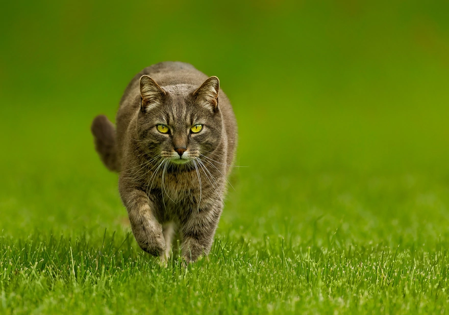 Крупный котяра шагает по зелёной траве