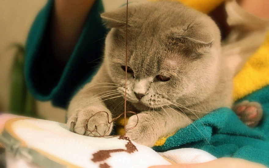 Кот любит вышивать