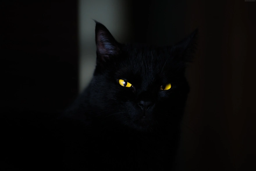Black cat with yellow eyes blends into the background