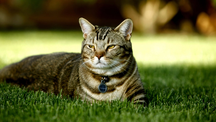 The cat lies on the grass