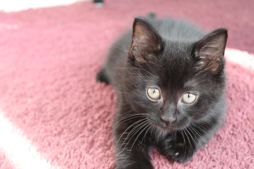 Чёрный котёнок лежит на ковре