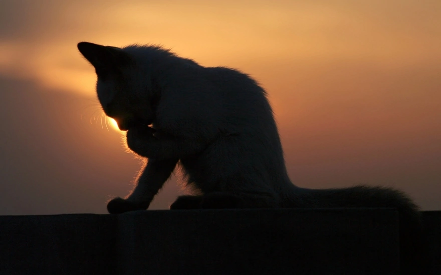 Kitten washes at sunset