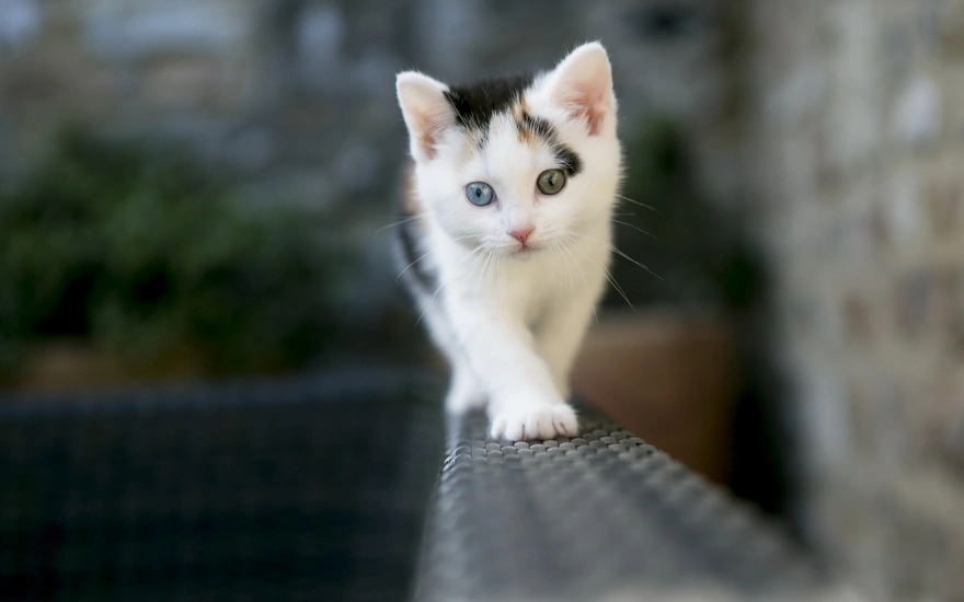 Kitten with different color eyes
