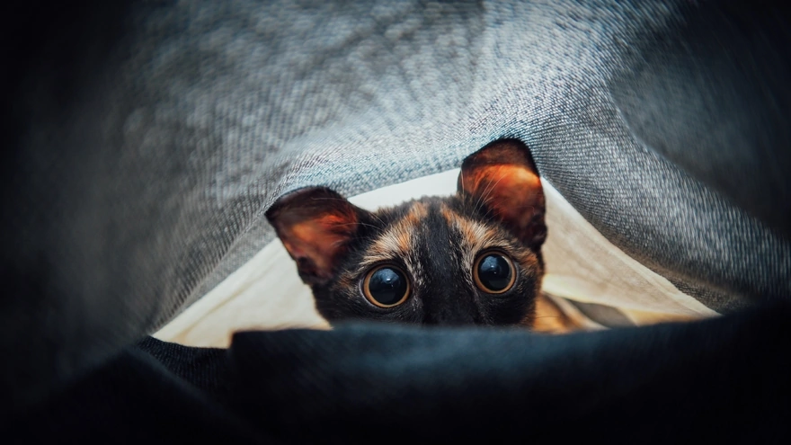 Котик под одеялом