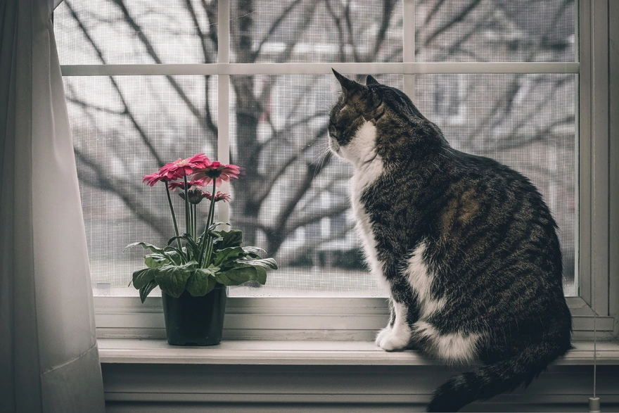 Серенький котик сидя на подоконнике смотрит в окно