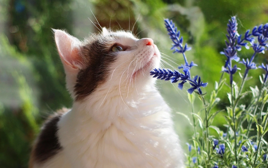 Image: Cat, looks, flowers, grass