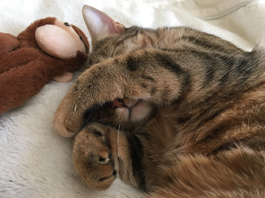Image: Cat, lies, closed, muzzle, paw, toy