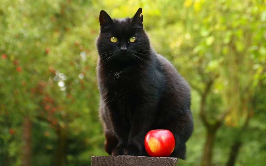 Чёрный кот и красное яблоко