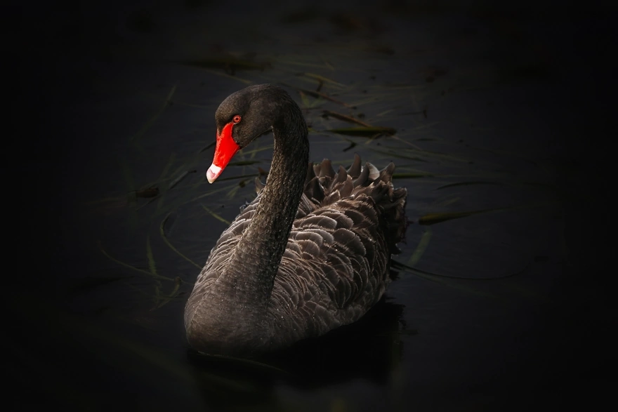 Black swan on the water