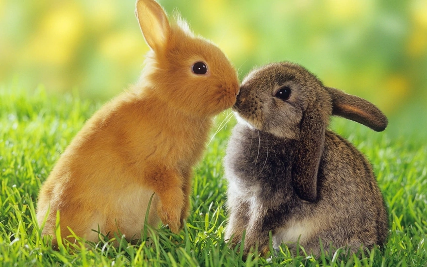 Cute baby bunnies