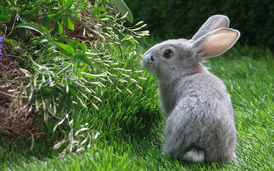 Серый кролик в зелёной траве