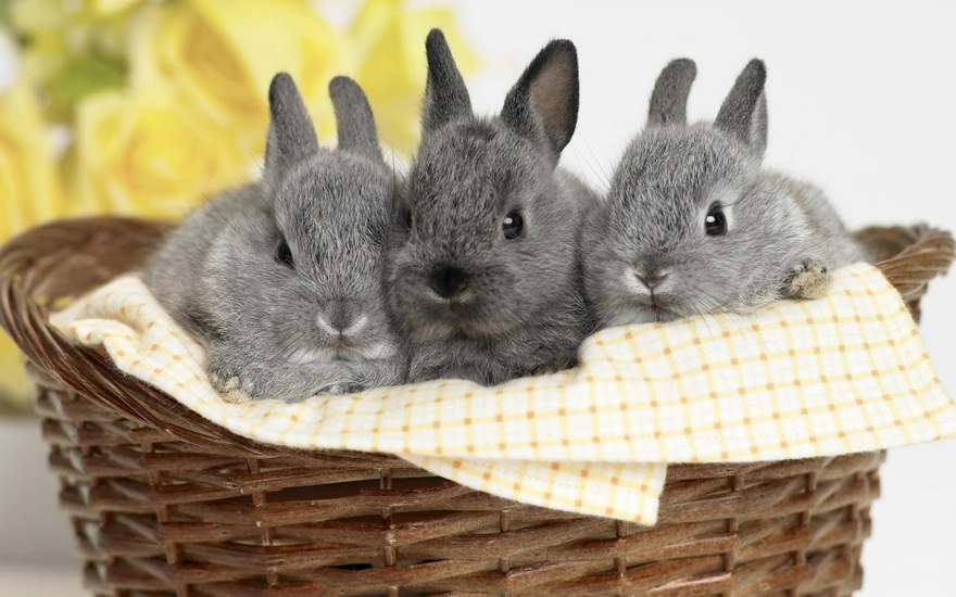 Image: Rabbits, fluffy, grey, three, basket