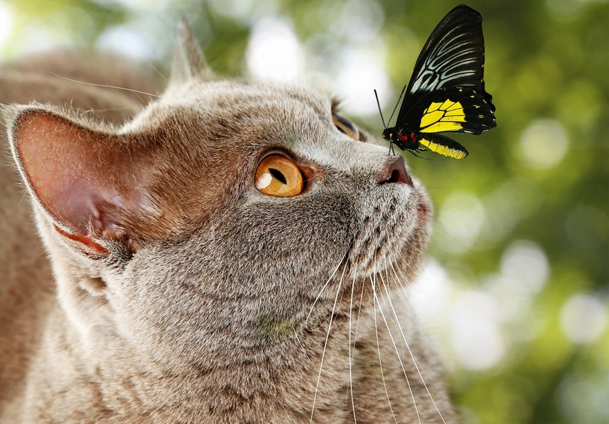 Бабочка сидит на носу у кошки