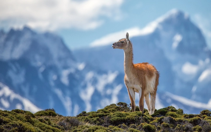 The Lama in the mountains