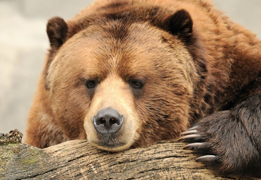 Грустная морда бурого медведя