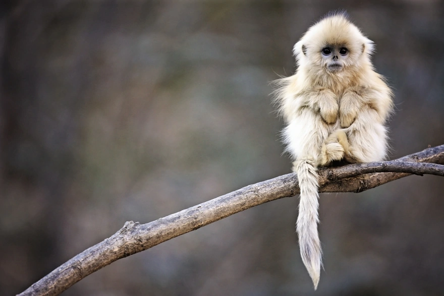 Рокселланов ринопитек или золотистая курносая обезьяна - вид китайских обезьян