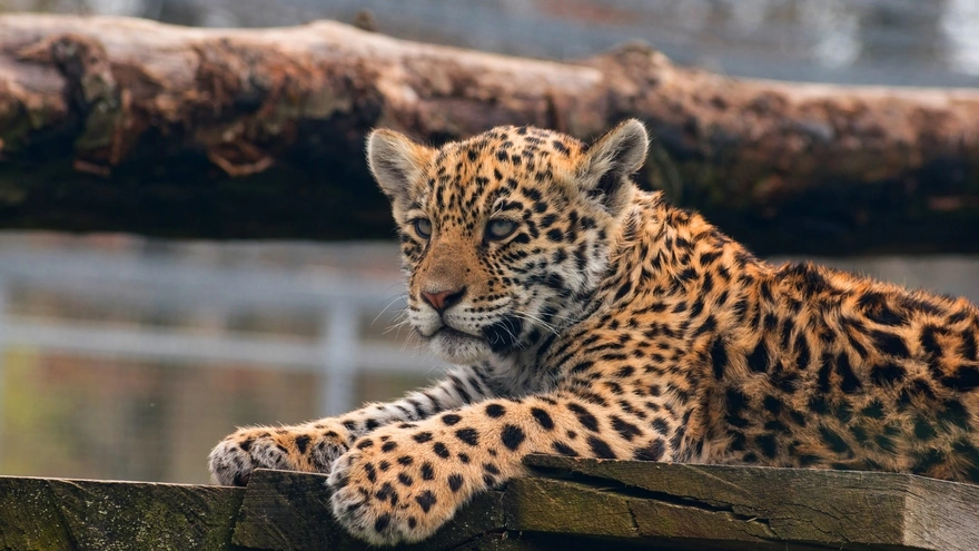 Детёныш леопарда лежит на досках