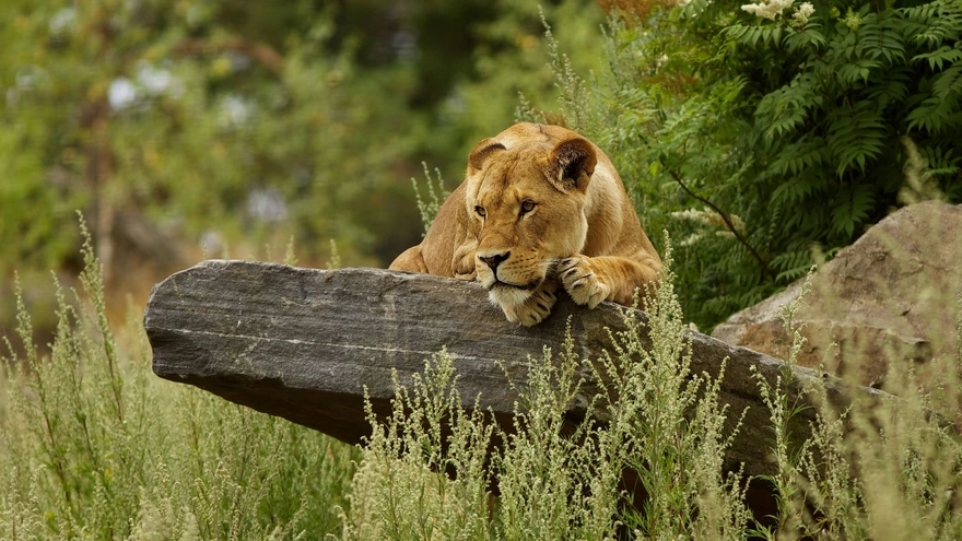 Lioness watching someone lying on the stone