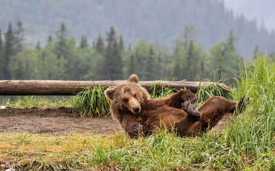 Brown bear lying on his back