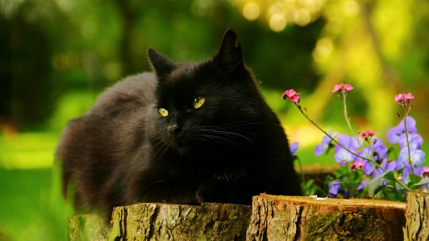 Чёрный кот задумчиво лежит на пне в солнечный день
